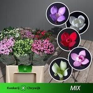 BOUVARDIA MIX 40
